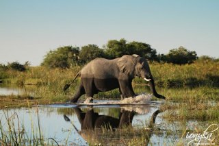 savutielephant03