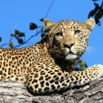 vumburaleopard07