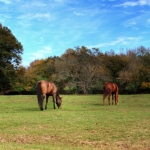 horsefarm04