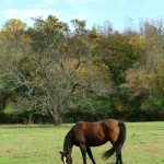 horsefarm05