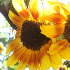 ardenwoodfarm03