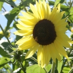 ardenwoodfarm02