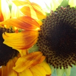 ardenwoodfarm04