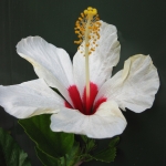 bermudaflower01