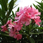 bermudaflower02
