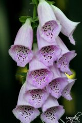 gamblegarden08