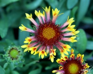 gamblegarden19