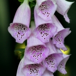 gamblegarden08
