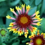 gamblegarden19