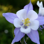gamblegarden31