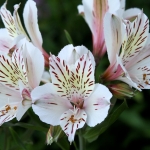 gamblegarden40