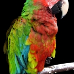 rhodesparrot01
