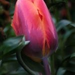 nzchristchurchgarden01