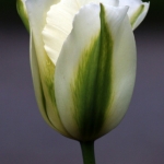nzchristchurchgarden02