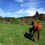 nznelsonhorse01