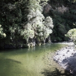 nzwellingtonrivendell01